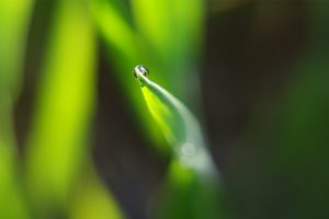 dewdrop, On, Leaf
