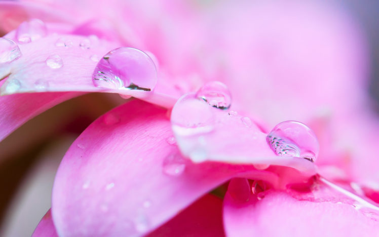 dew, Drops, Flowers, Petals, Macro, Close up HD Wallpaper Desktop Background