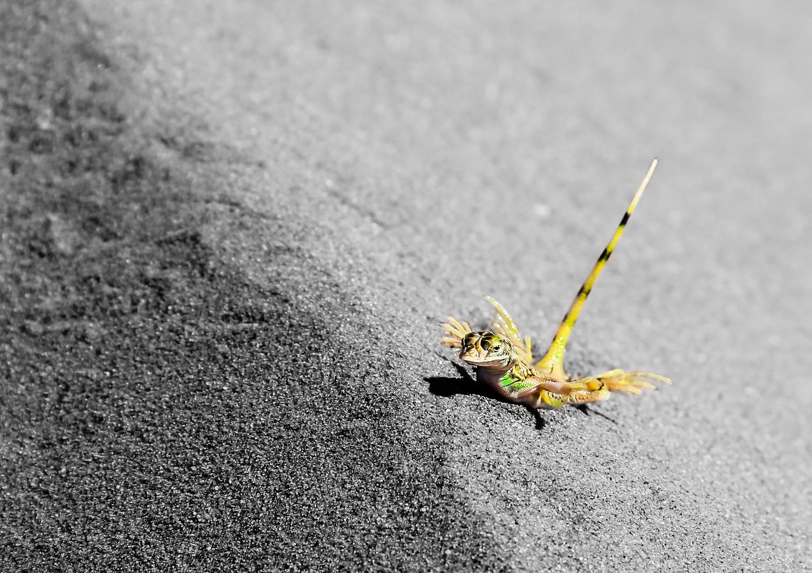 nature, Deserts, Wallpapers, Landscapes, Lezard Wallpaper