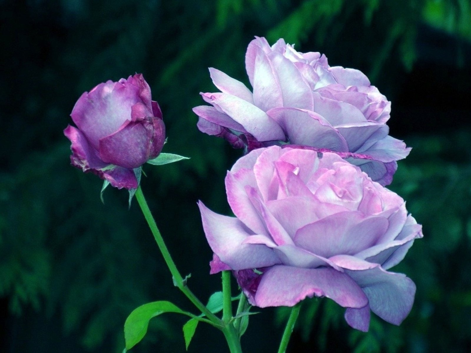 flowers, Nature, Plant, Beautiful, Plant, Green, Red, Yellow, Pink, Blue Wallpaper