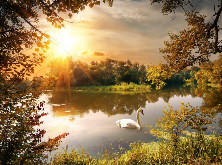 autumn, River, Swan, Sunrises, And, Sunsets, Scenery, Nature HD Wallpaper Desktop Background