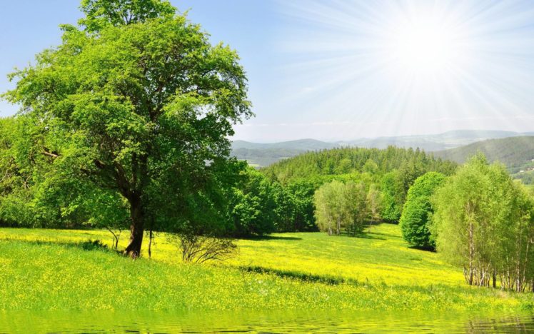 nature, Forest, Trees, Sun, Green, Meadow, Grass, Water, Flowers HD Wallpaper Desktop Background