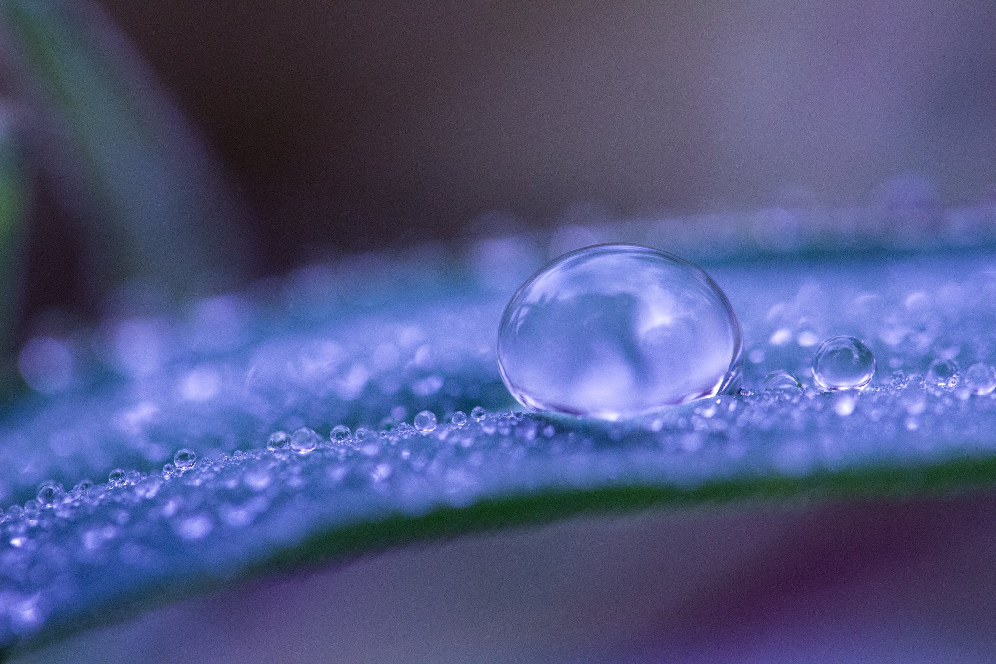 water, Drop, Macro, Nature, Macro, Zoom, Flowers, Gouttes, Pluie, Toile Wallpaper