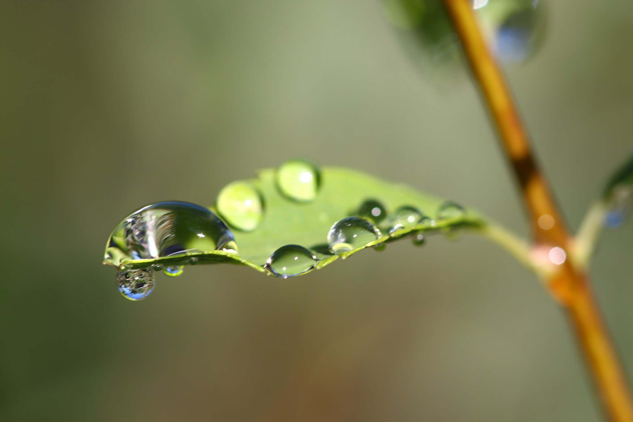 water, Drop, Macro, Nature, Macro, Zoom, Flowers, Gouttes, Pluie, Toile Wallpaper