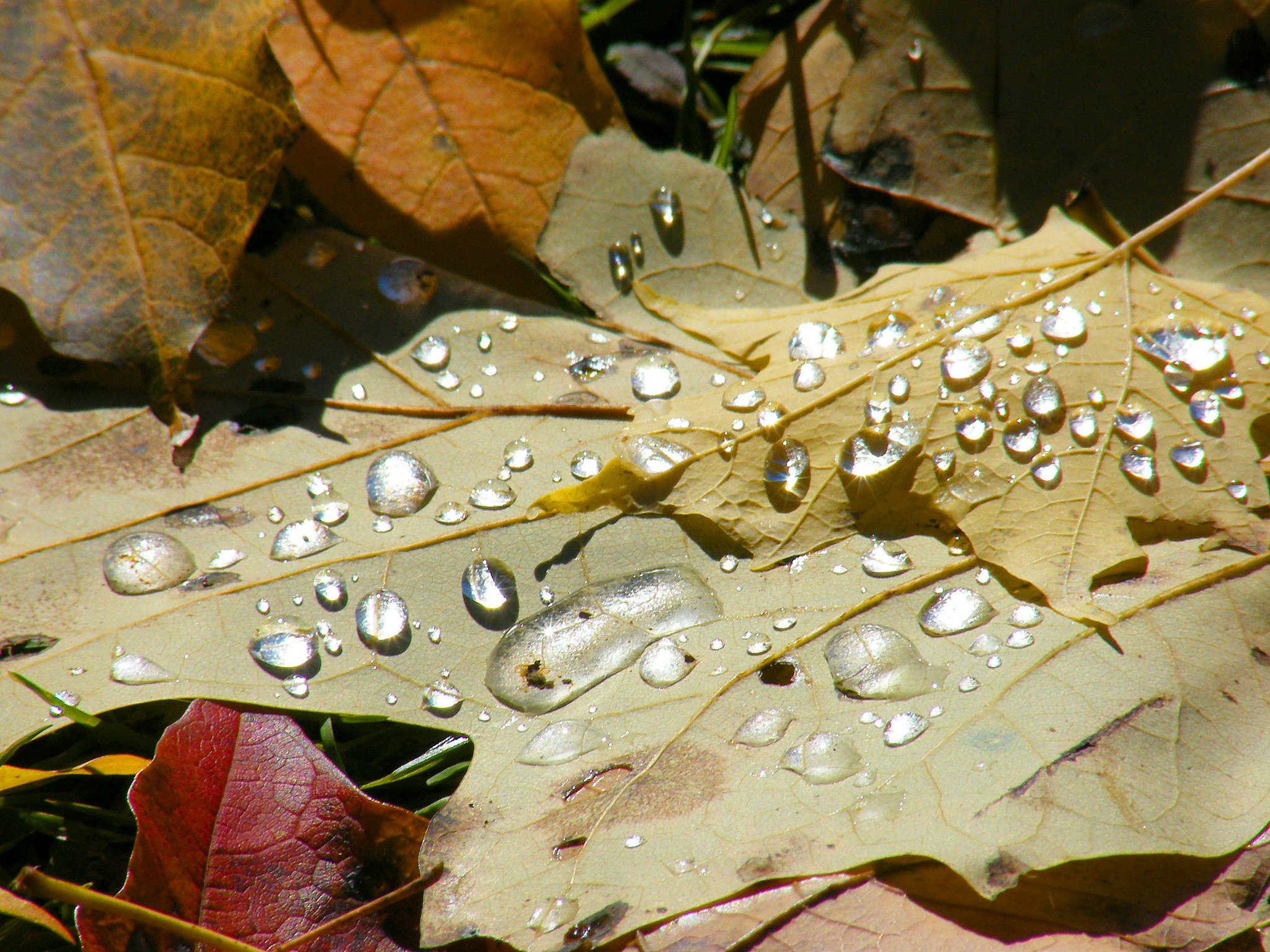 water, Drop, Macro, Nature, Macro, Zoom, Flowers, Gouttes, Pluie, Toile Wallpaper