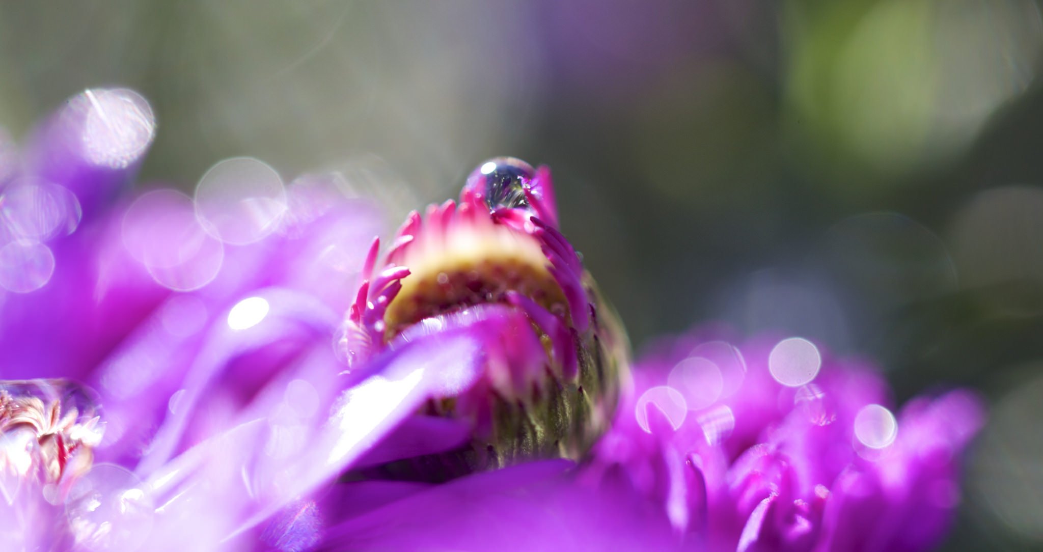 water, Drop, Macro, Nature, Macro, Zoom, Flowers, Gouttes, Pluie, Toile Wallpaper
