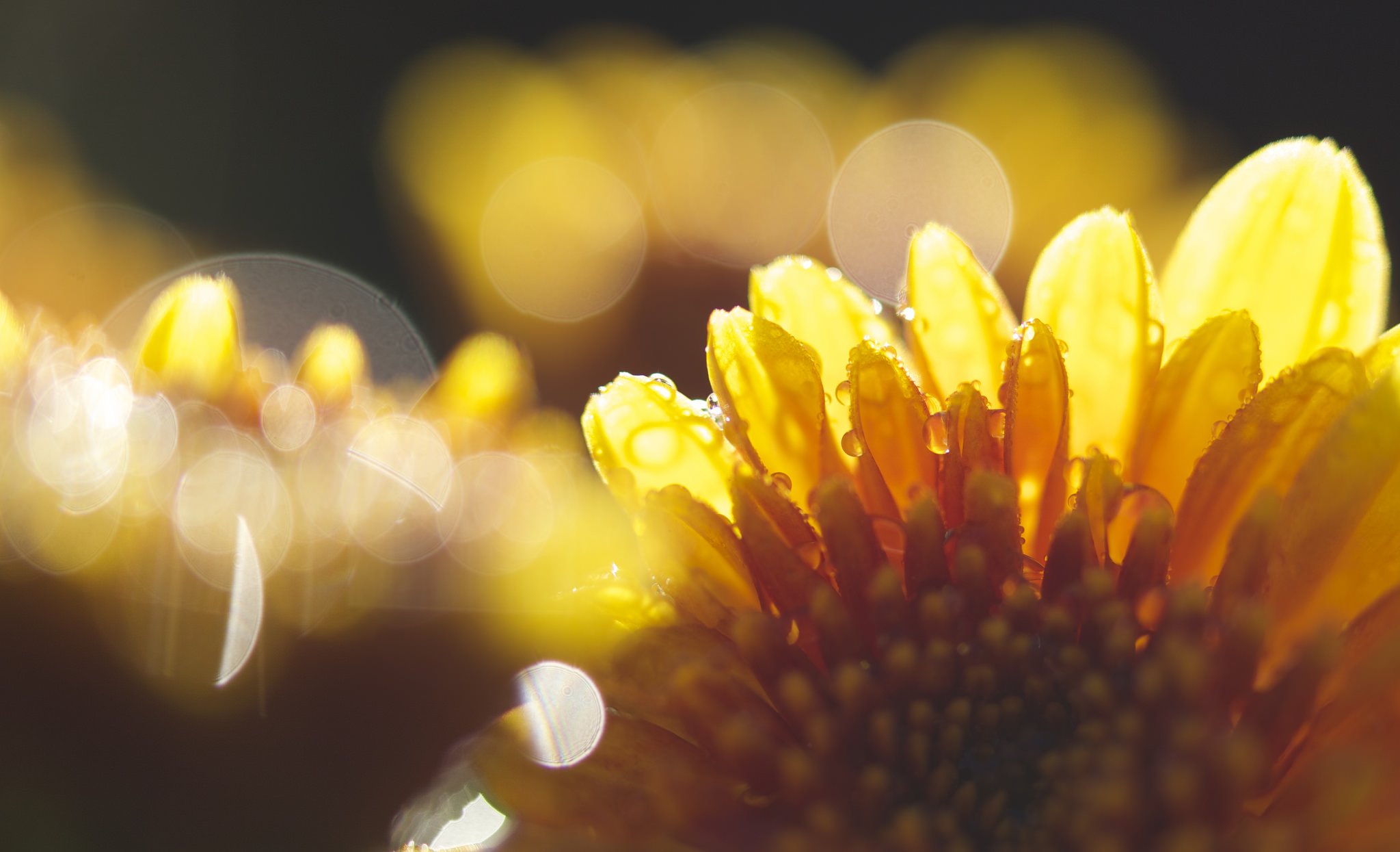water, Drop, Macro, Nature, Macro, Zoom, Flowers, Gouttes, Pluie, Toile Wallpaper