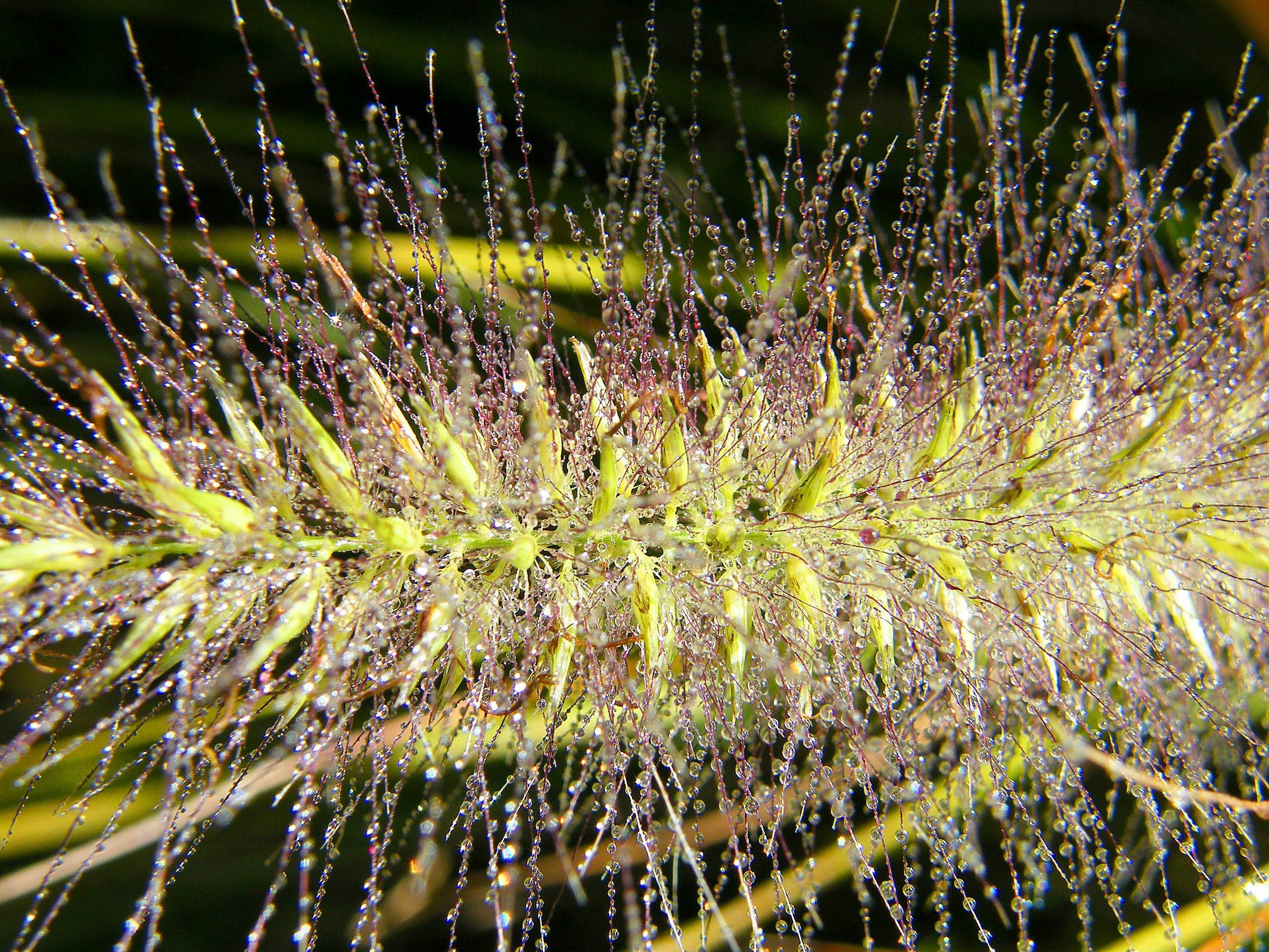 water, Drop, Macro, Nature, Macro, Zoom, Flowers, Gouttes, Pluie, Toile Wallpaper