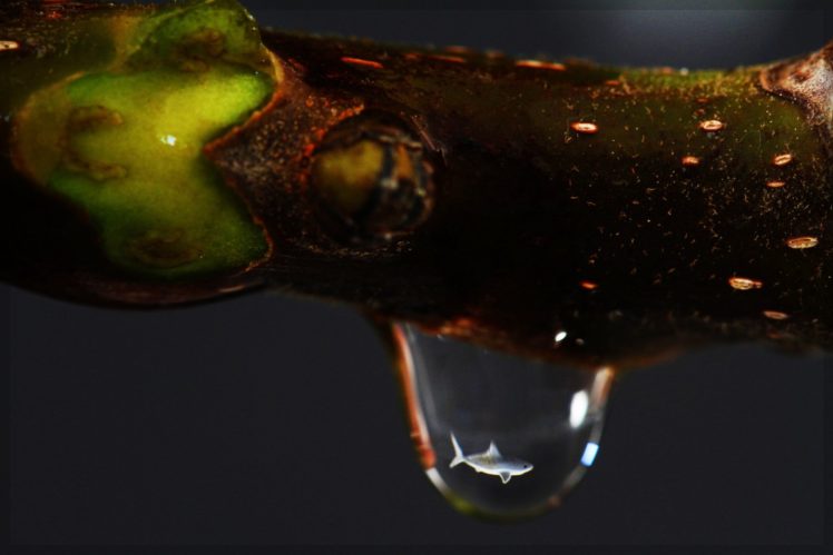 water, Drop, Macro, Nature, Macro, Zoom, Flowers, Gouttes, Pluie, Toile HD Wallpaper Desktop Background