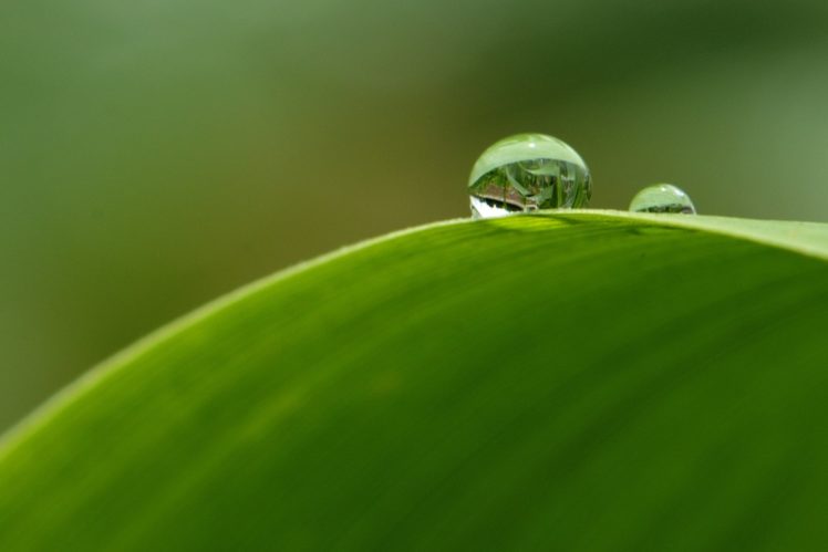 water, Drop, Macro, Nature, Macro, Zoom, Flowers, Gouttes, Pluie HD Wallpaper Desktop Background