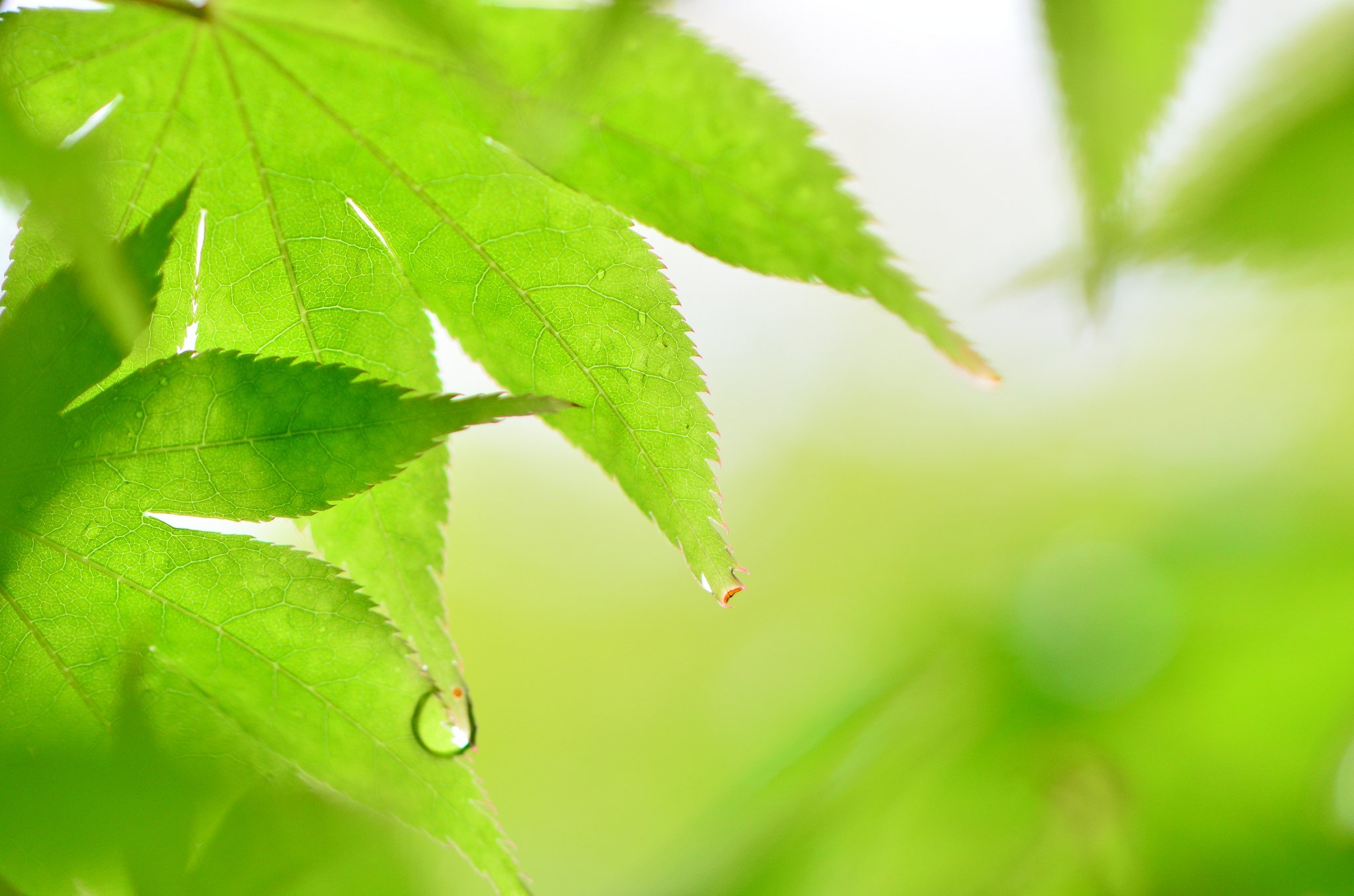 water, Drop, Macro, Nature, Macro, Zoom, Flowers, Gouttes, Pluie Wallpaper