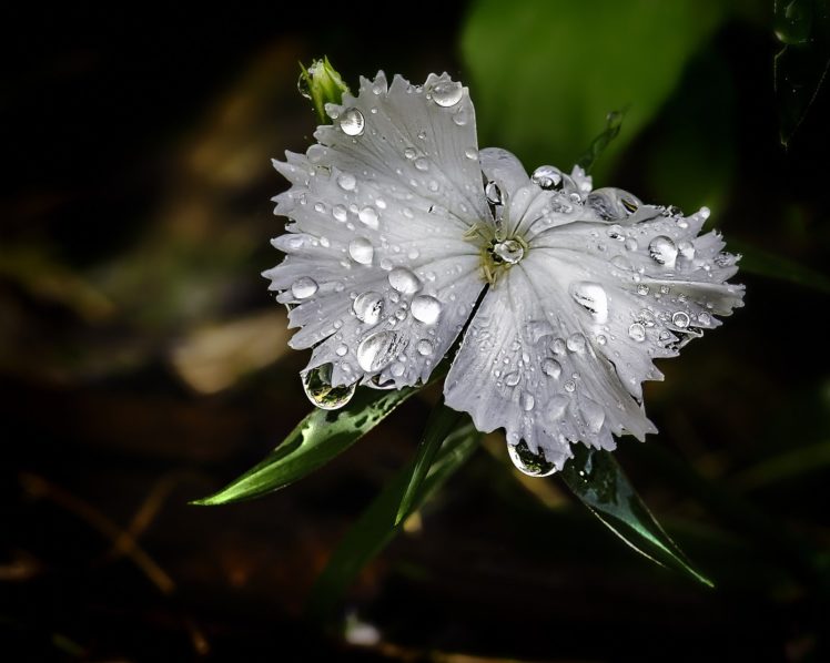 water, Drop, Macro, Nature, Macro, Zoom, Flowers, Gouttes, Pluie HD Wallpaper Desktop Background