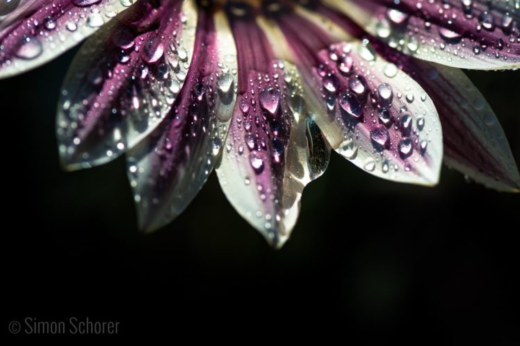 water, Drop, Macro, Nature, Macro, Zoom, Flowers, Gouttes, Pluie HD Wallpaper Desktop Background