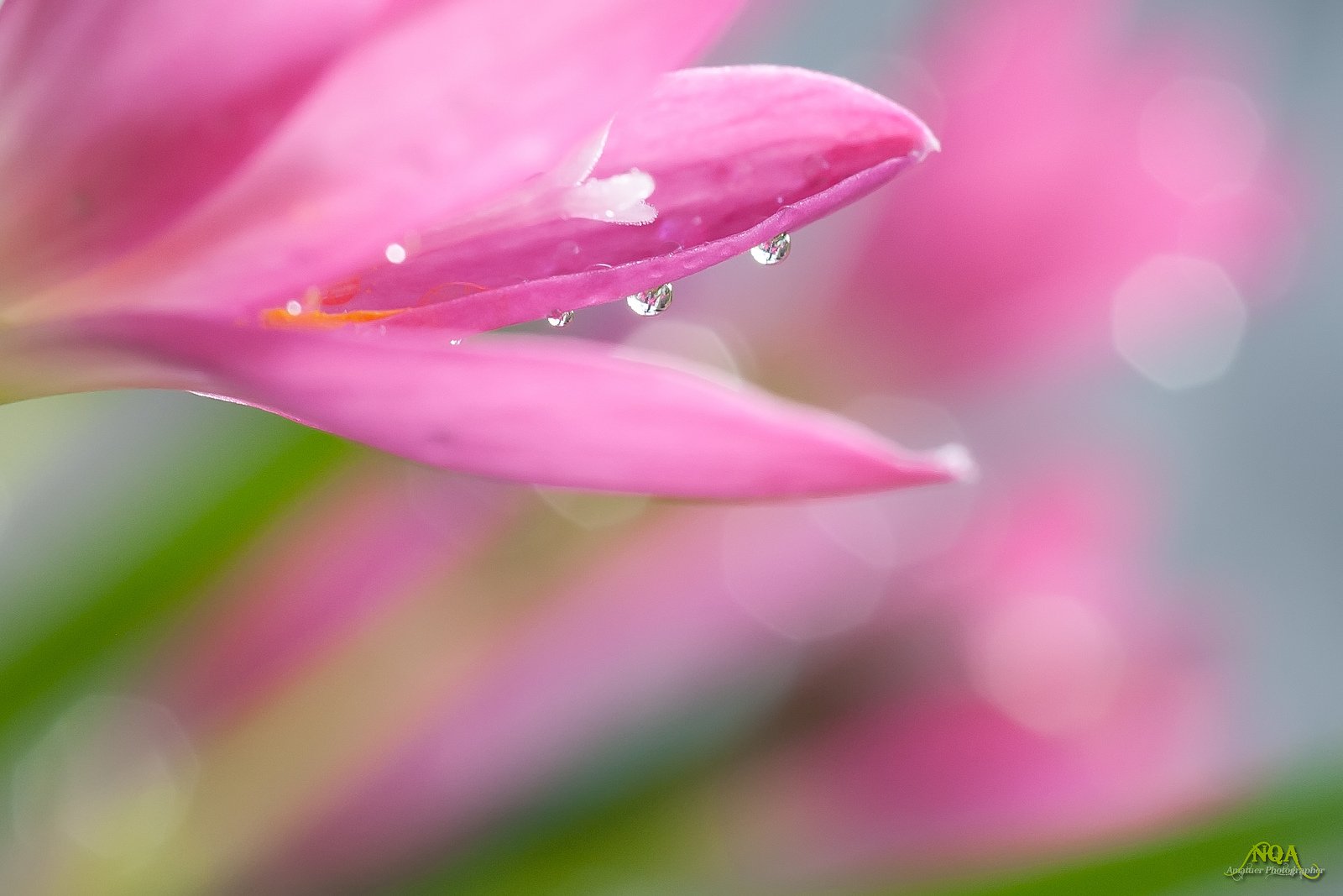 water, Drop, Macro, Nature, Macro, Zoom, Flowers, Gouttes, Pluie Wallpaper