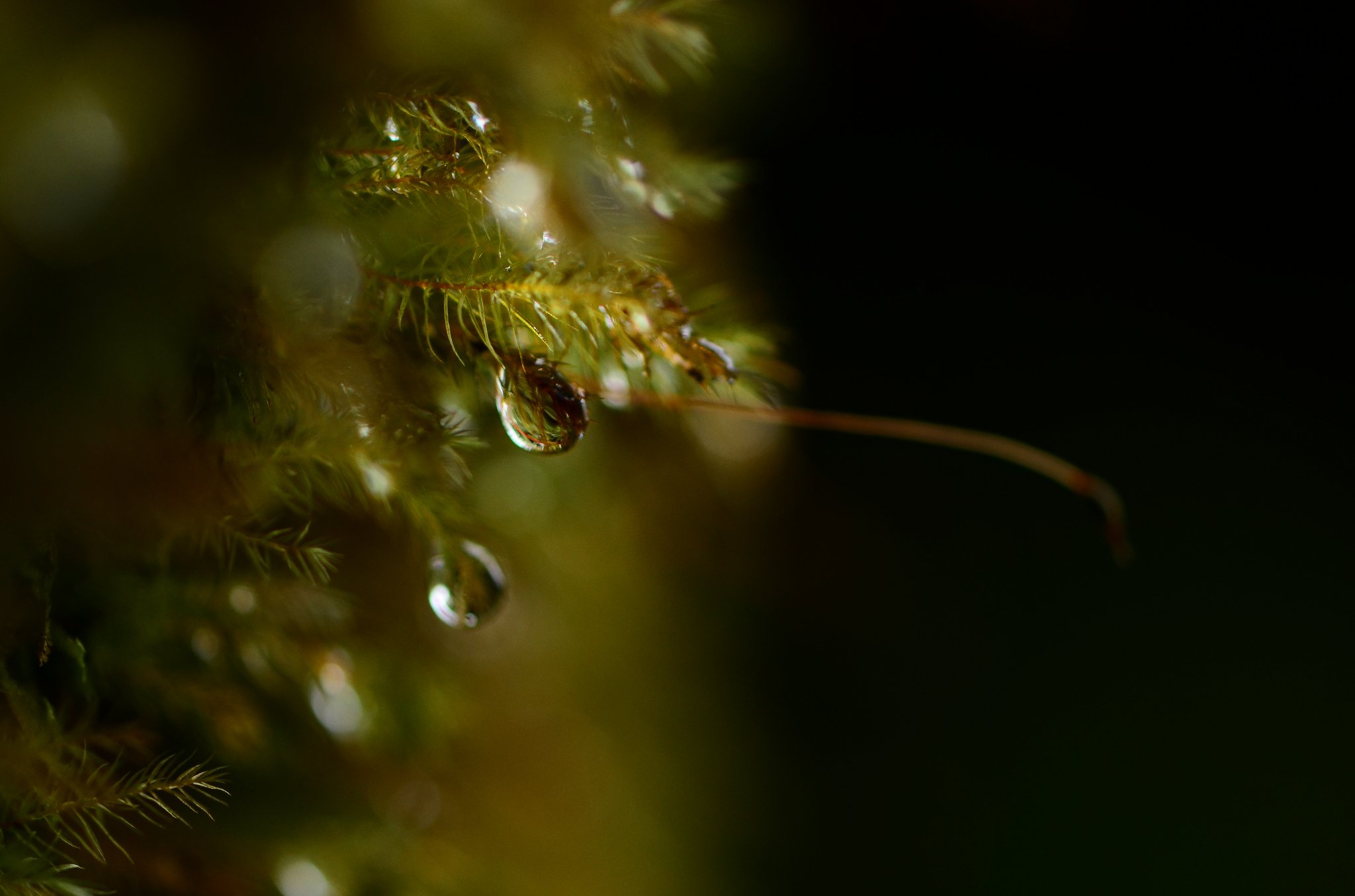 water, Drop, Macro, Nature, Macro, Zoom, Flowers, Gouttes, Pluie Wallpaper