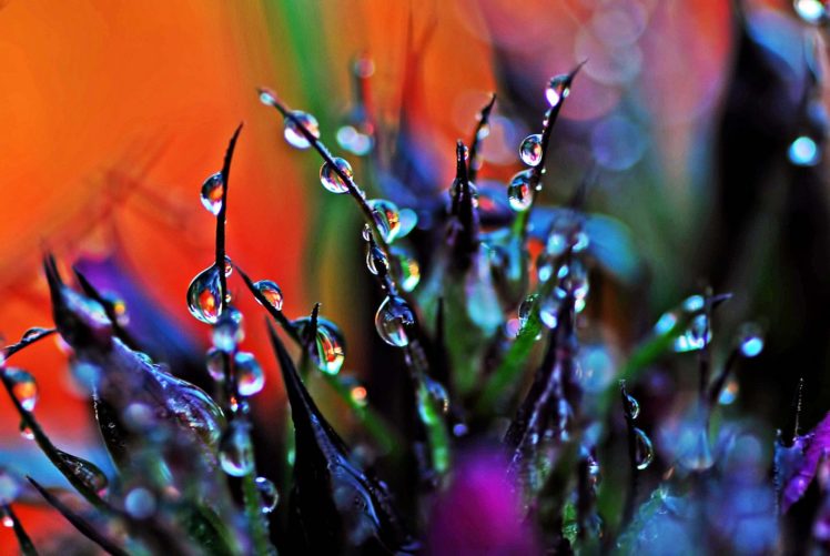 water, Drop, Macro, Nature, Macro, Zoom, Flowers, Gouttes, Pluie HD Wallpaper Desktop Background