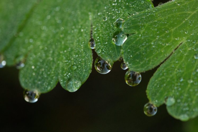 water, Drop, Macro, Nature, Macro, Zoom, Flowers, Gouttes, Pluie HD Wallpaper Desktop Background