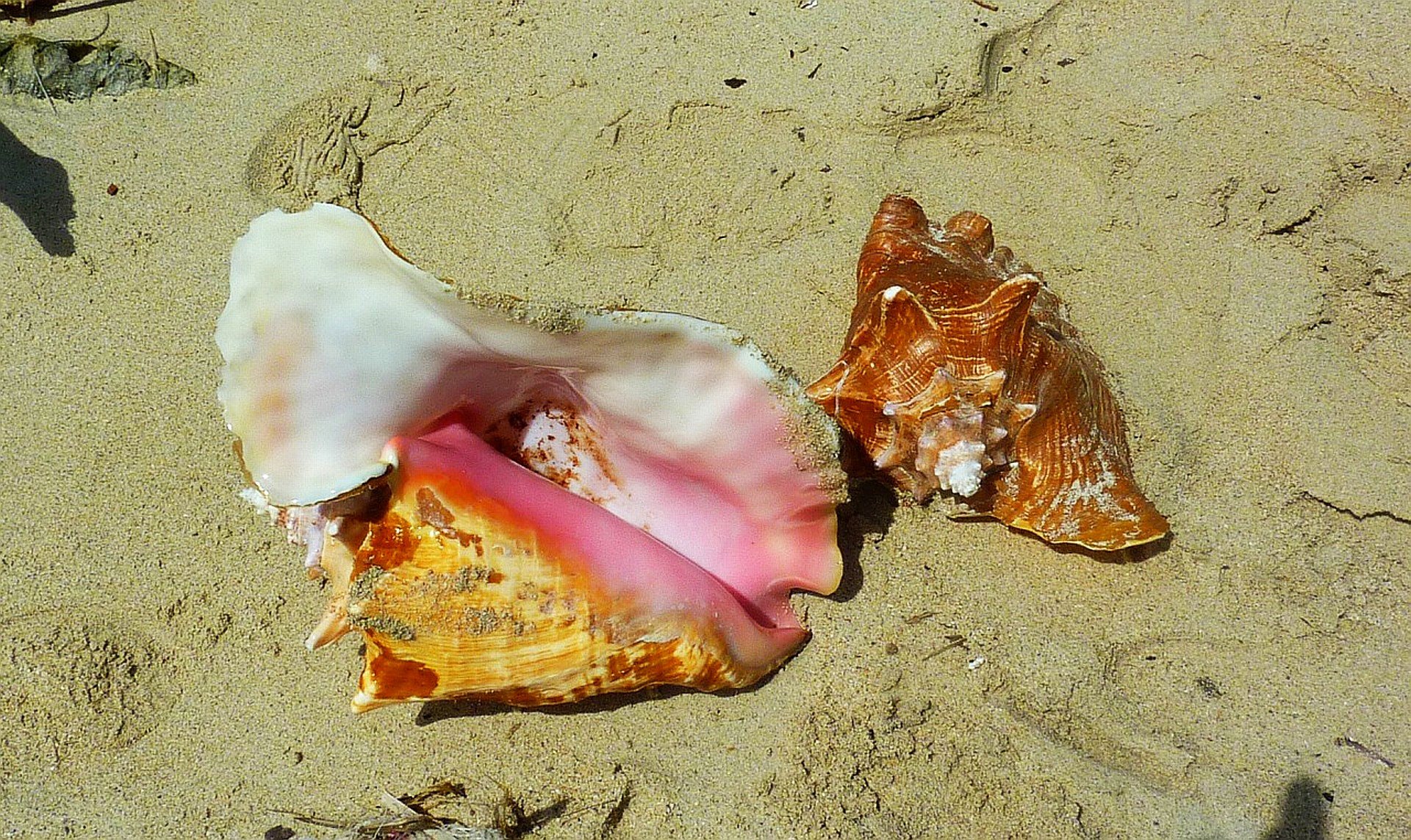 shells, San, Blas, Islands Wallpaper