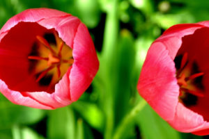 two, Tulips