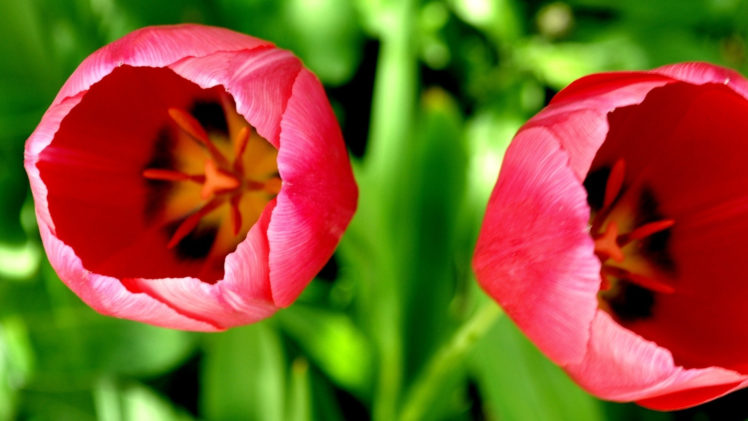 two, Tulips HD Wallpaper Desktop Background