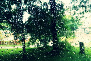 trees, Drops, Glass, Window