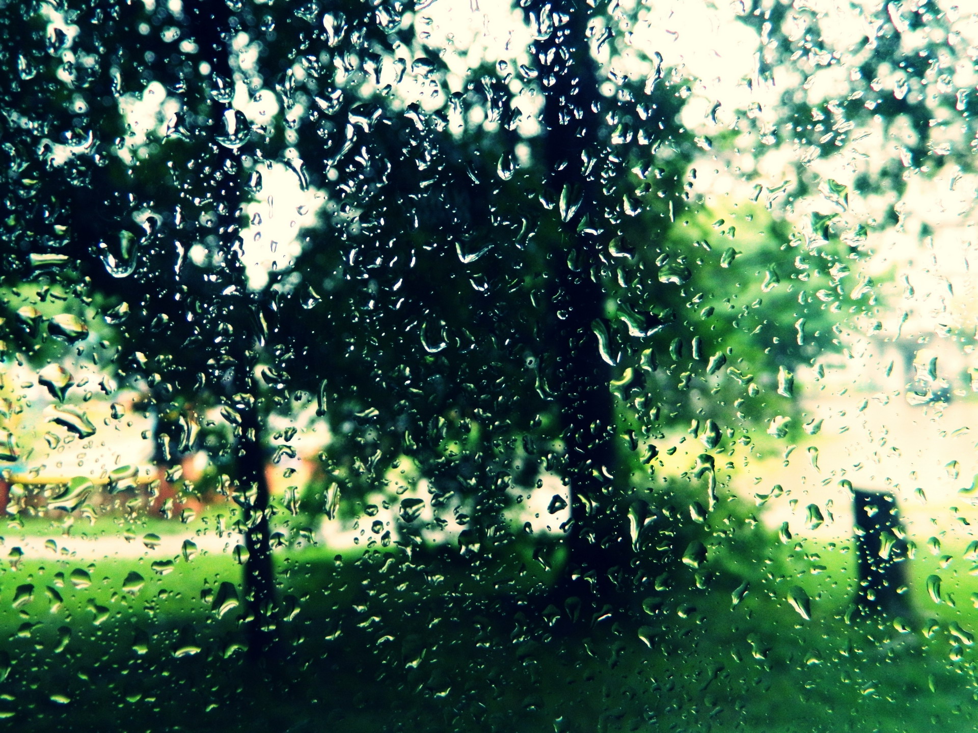 trees, Drops, Glass, Window Wallpaper