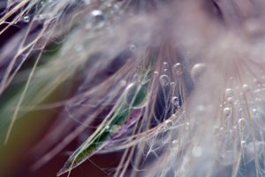 dandelion, Fluff, Seeds, Drops