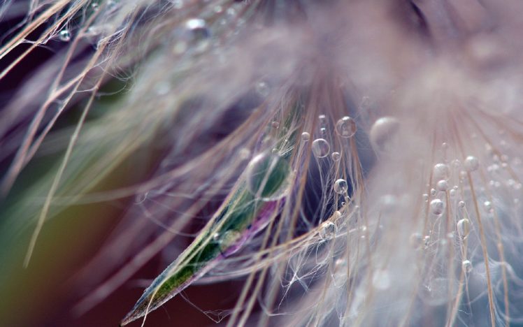 dandelion, Fluff, Seeds, Drops HD Wallpaper Desktop Background