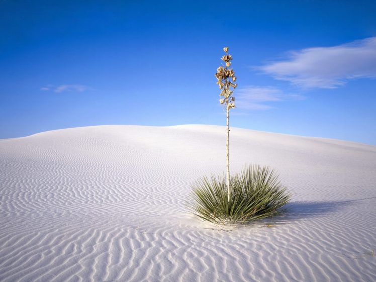 nature, Plant, Desert, Sky HD Wallpaper Desktop Background