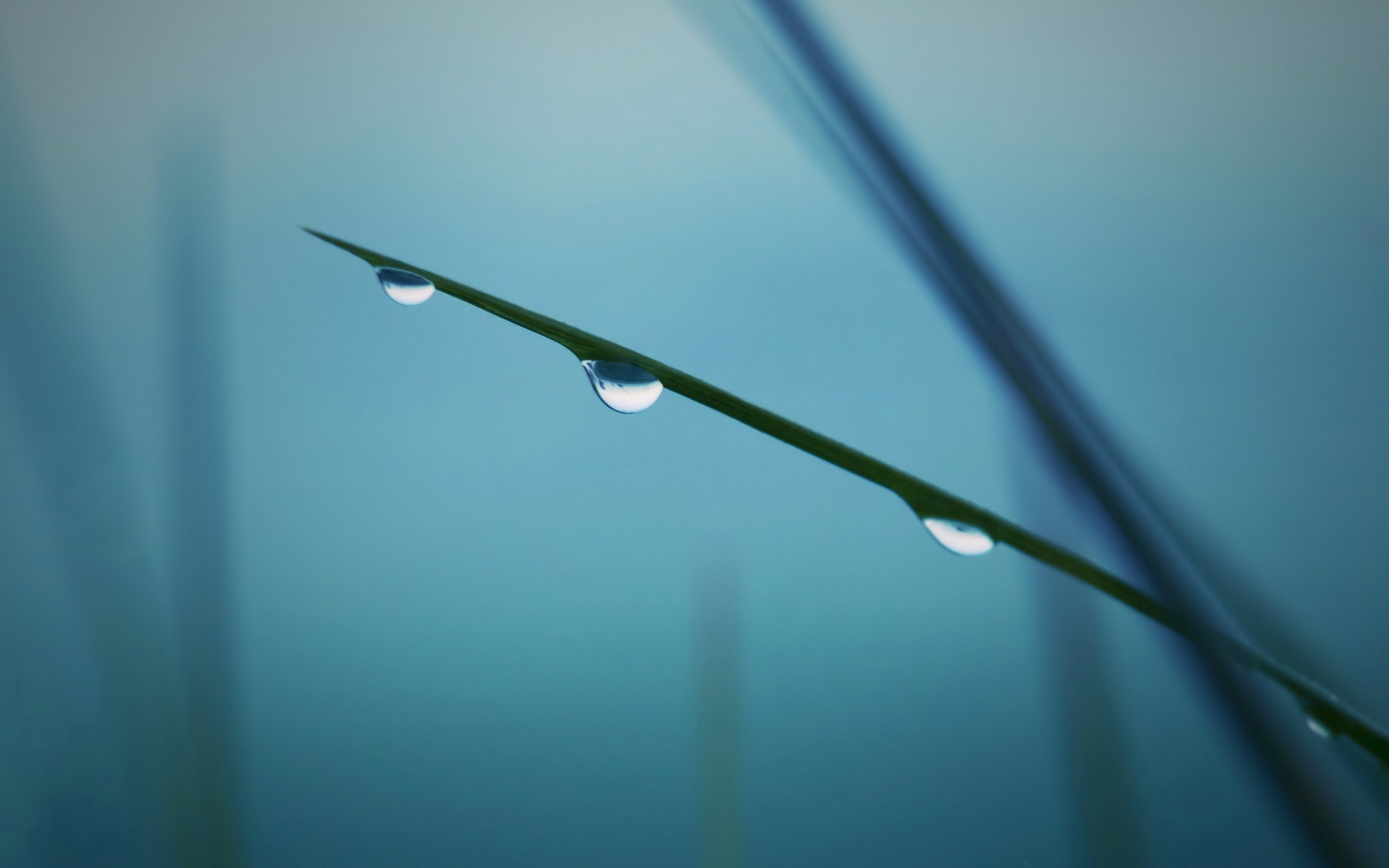 blade, Of, Grass, With, Drops Wallpaper