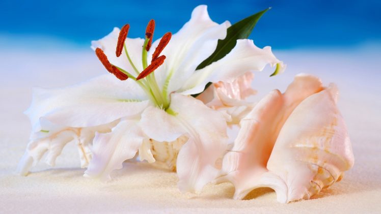 shell, Flowers, Bokeh HD Wallpaper Desktop Background