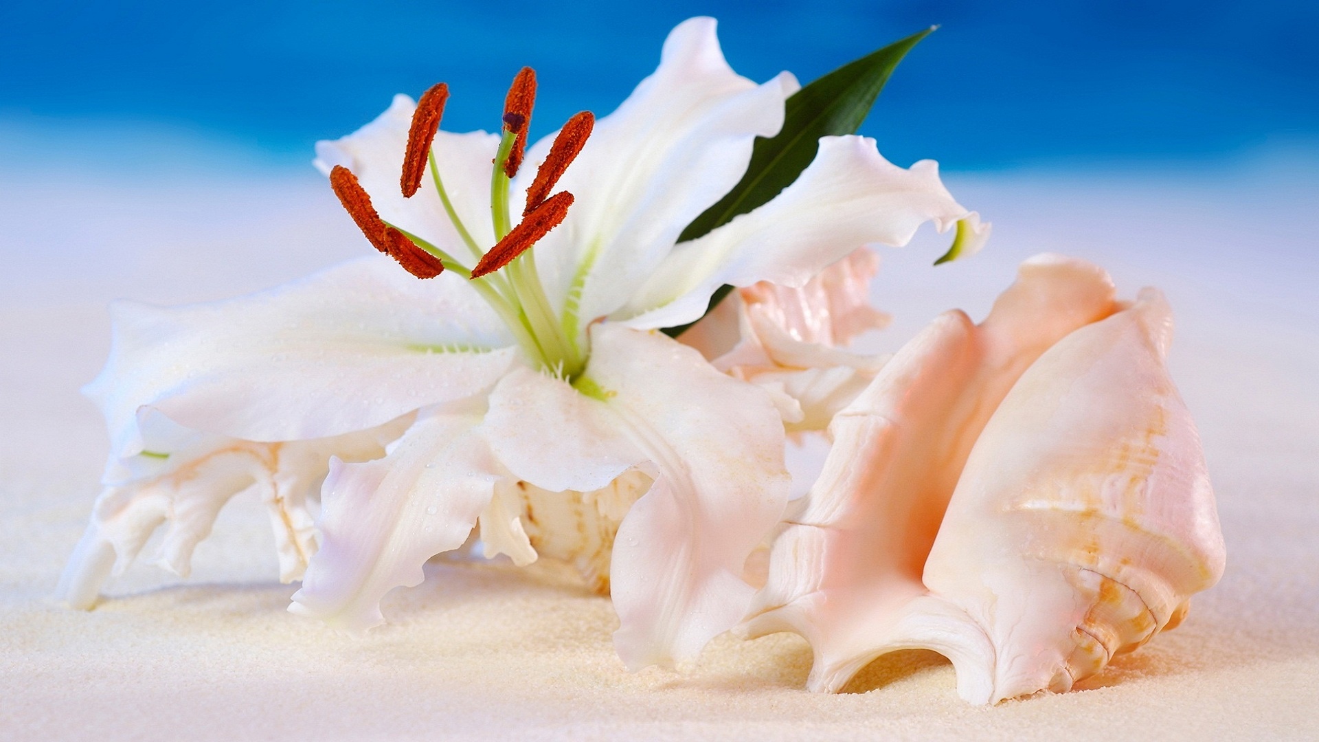 shell, Flowers, Bokeh Wallpaper