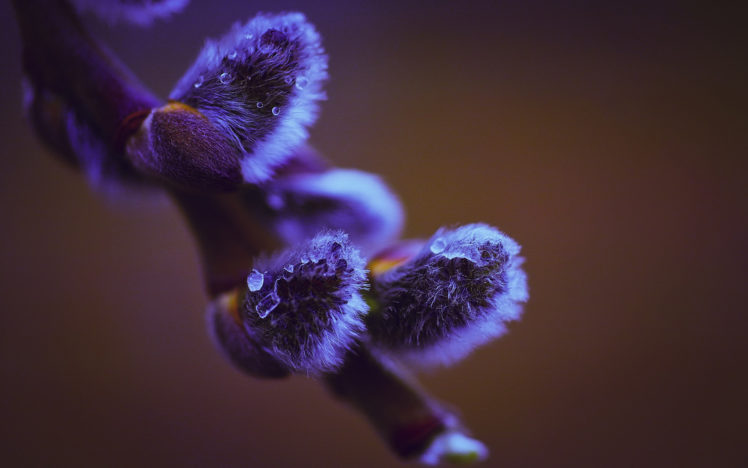 branches, Trees, Willow, White, Fluffy, Drop, Color, Flowers, Macro HD Wallpaper Desktop Background