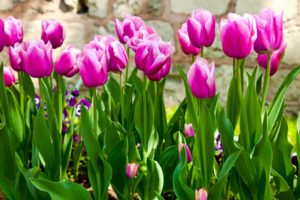 tulips, Purple, Stems, Leaves, Garden, Flowers, Spring