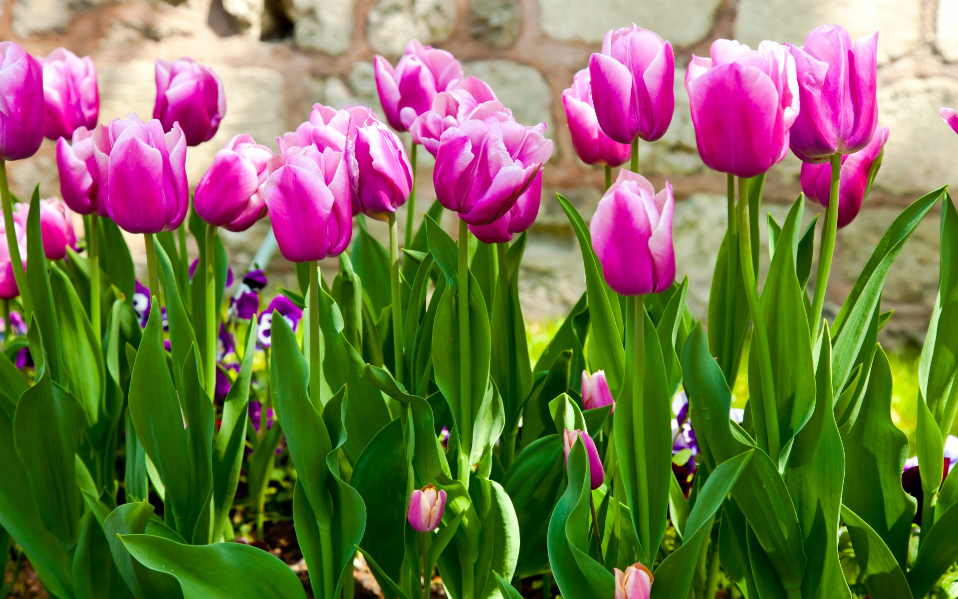 tulips, Purple, Stems, Leaves, Garden, Flowers, Spring Wallpaper