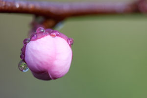 flower, Cherry, Macro, Branch, Pink, Drops, Dew, Bud