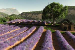 art, Field, Flowers, Lavender, Lilac, Buildings, Trees, Hills, Rows, Mountains