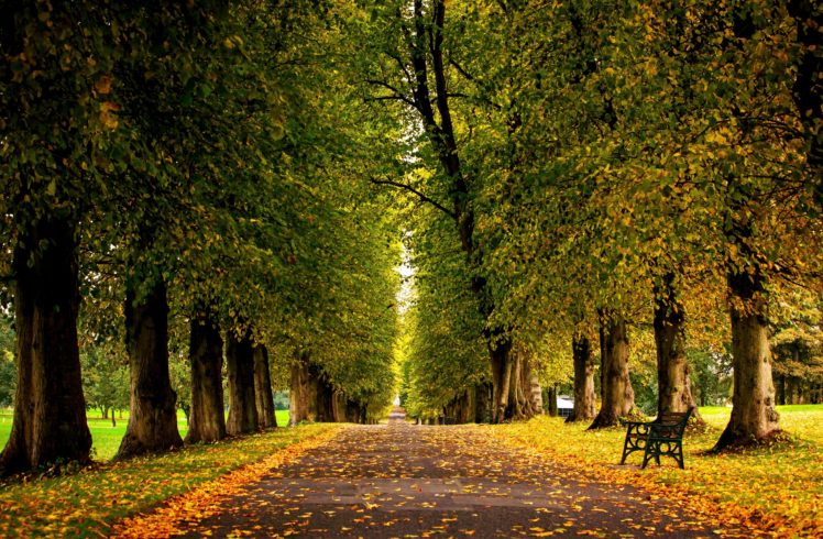 grass, Forest, Autumn, Trees, Hdr, Park, Leaves, Walk, Road, Colors HD Wallpaper Desktop Background