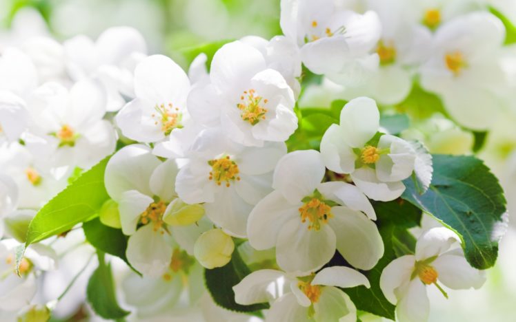cherry, Blossoms, Flowers, White, Petals, Leaves, Branches, Trees, Spring HD Wallpaper Desktop Background