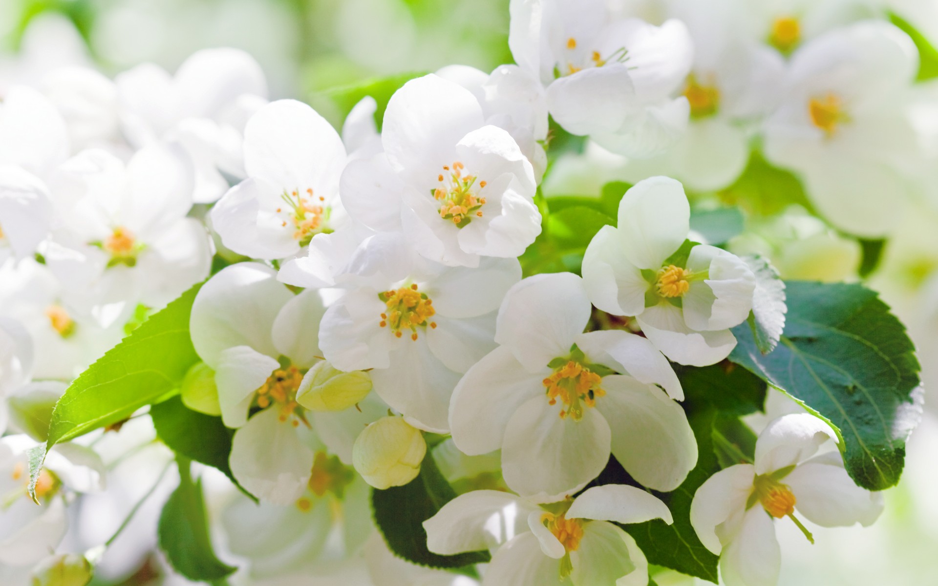 cherry, Blossoms, Flowers, White, Petals, Leaves, Branches, Trees, Spring Wallpaper