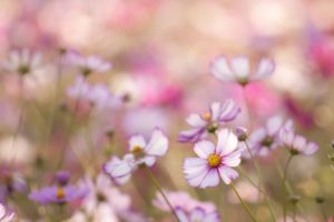 kosmeya, Flowers, White, Pink, Petals, Field, Close up, Blurred, Macro