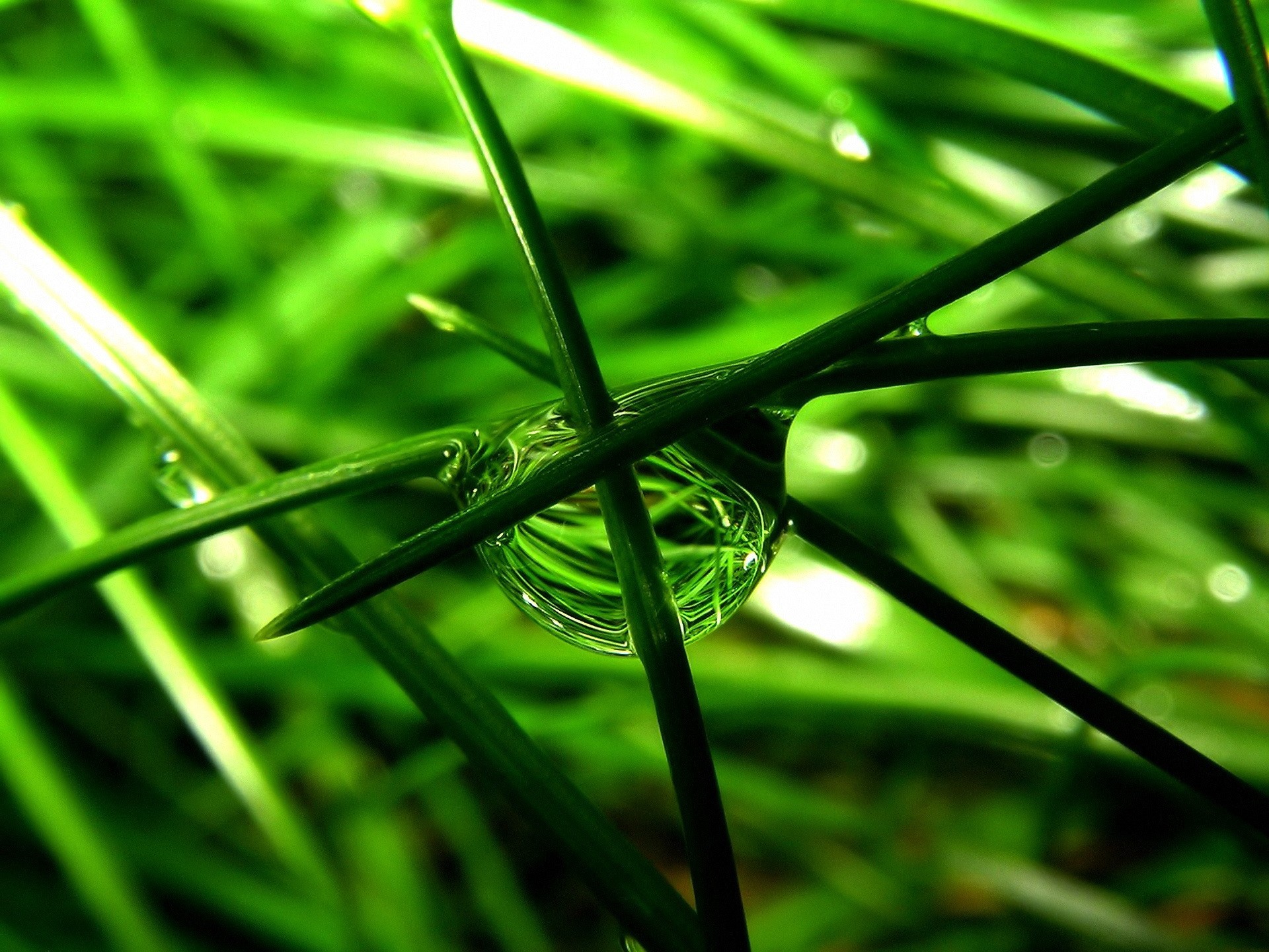bead, Of, Water, On, Grass Wallpaper