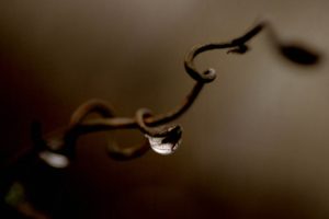a, Bead, Of, Water, Clinging, To, A, Vine, Branch