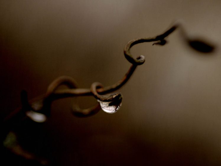 a, Bead, Of, Water, Clinging, To, A, Vine, Branch HD Wallpaper Desktop Background