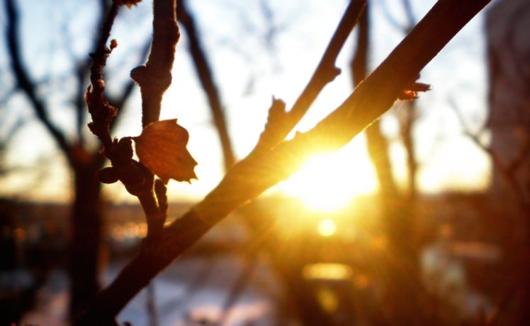 macro, Nature, Rays, Trees, Cool, The, Sun, Branches, Sheet, Freshness, Sunset, Autumn HD Wallpaper Desktop Background