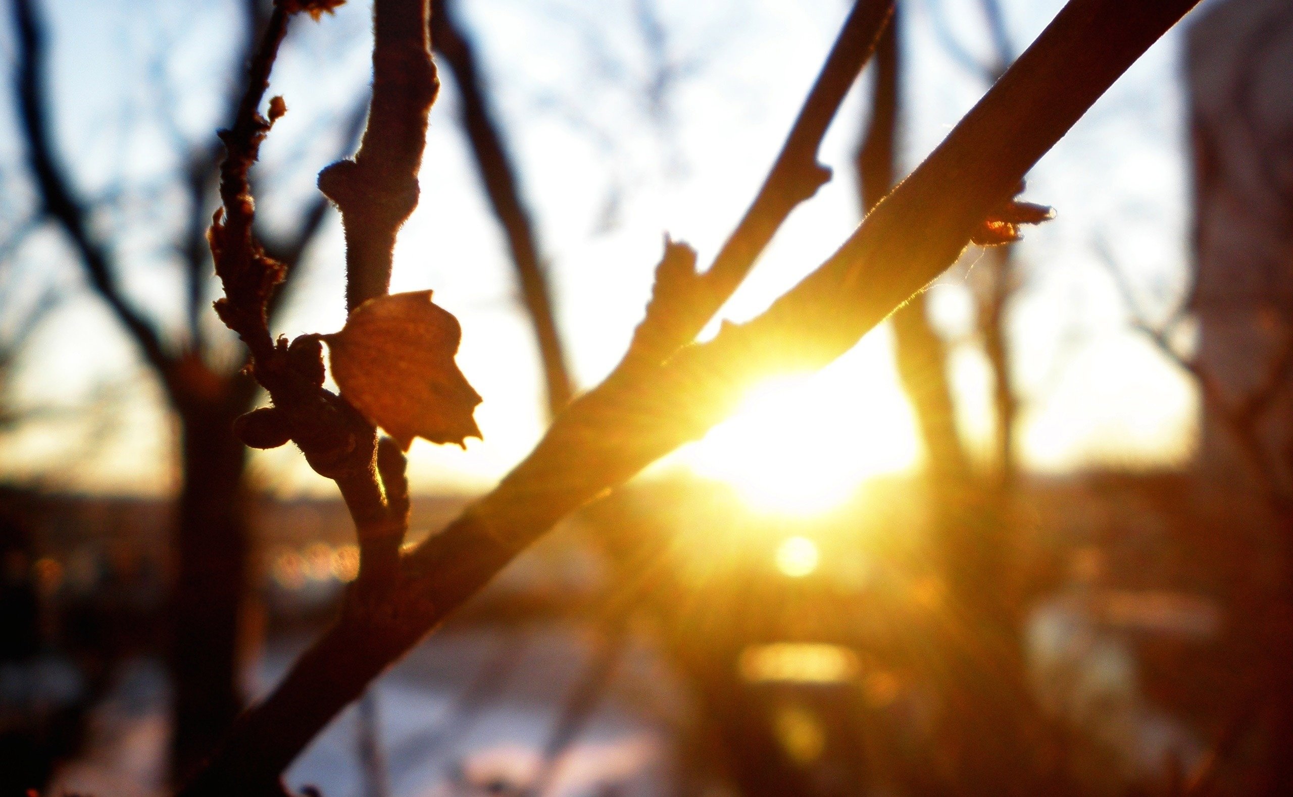 macro, Nature, Rays, Trees, Cool, The, Sun, Branches, Sheet, Freshness, Sunset, Autumn Wallpaper