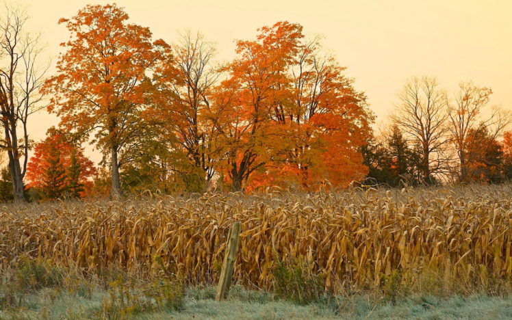 field, Corn, Autumn, Nature, Trees, Thanksgiving, Halloween, Landscapes, Plants HD Wallpaper Desktop Background