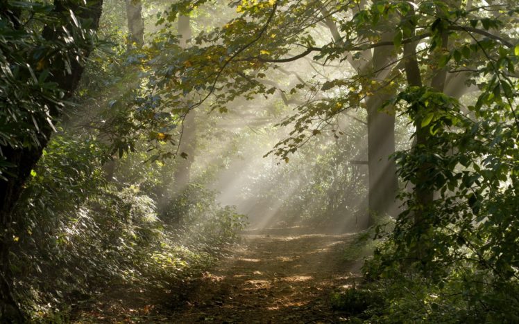 forest, Road, Light, Nature, Rays, Leaves, Trees, Sunlight, Trail, Path, Landscapes HD Wallpaper Desktop Background