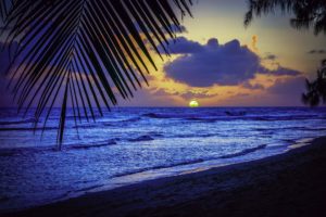 beach, Palms, Caribbean, Sea, Silhouette, List, Sunset, Evening, Barbados, Sun