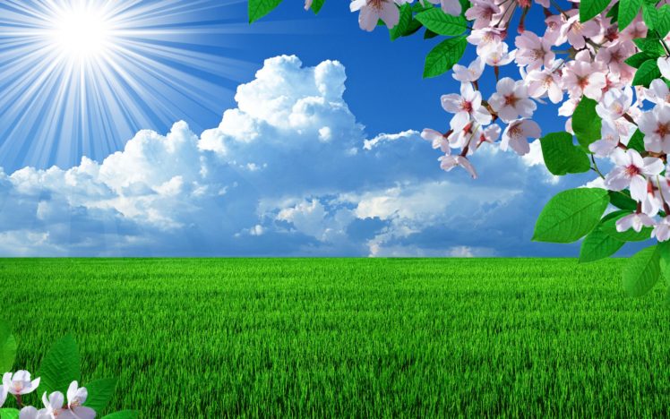 spring, Field, Branch, Blossom, Cherry, Sun, Grass, Sky, Clouds, Seasons HD Wallpaper Desktop Background